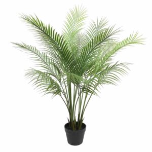 Potted Bushy Areca Palm